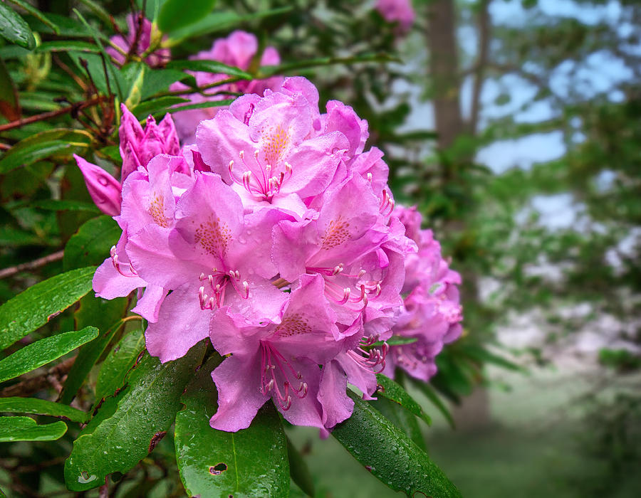 Rhododendron at Grandview Photograph by Mary Almond