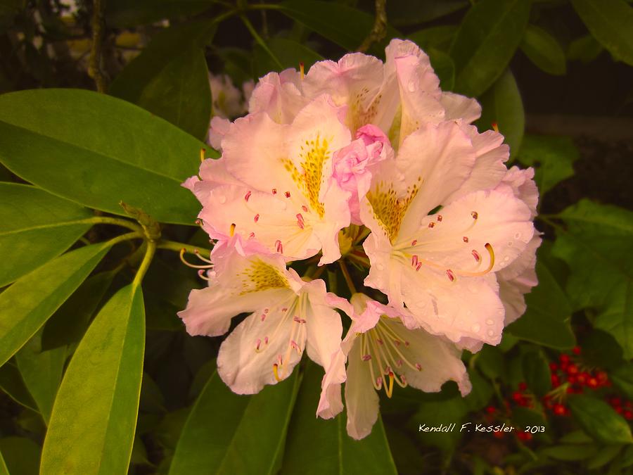 Rhododendron Beauty Photograph by Kendall Kessler