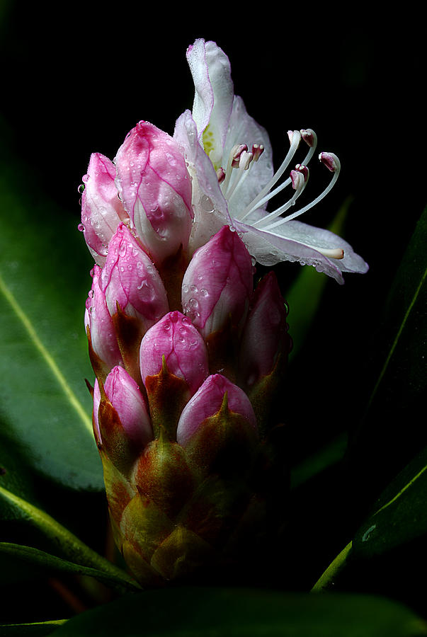 Rhododendron Begining Photograph by Michael Eingle