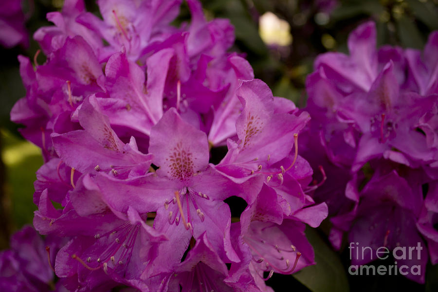 Rhododendron Blooming Photograph by Brad Marzolf Photography Rhododendron Blooming Photograph by Brad Marzolf Photography