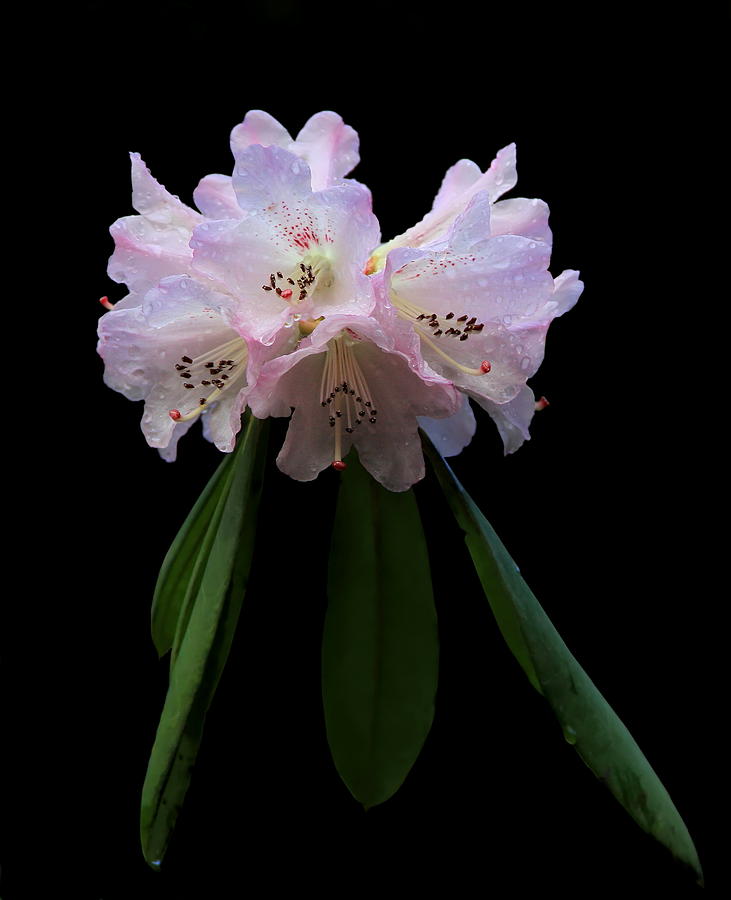 Rhododendron Blossom Photograph by Angie Vogel