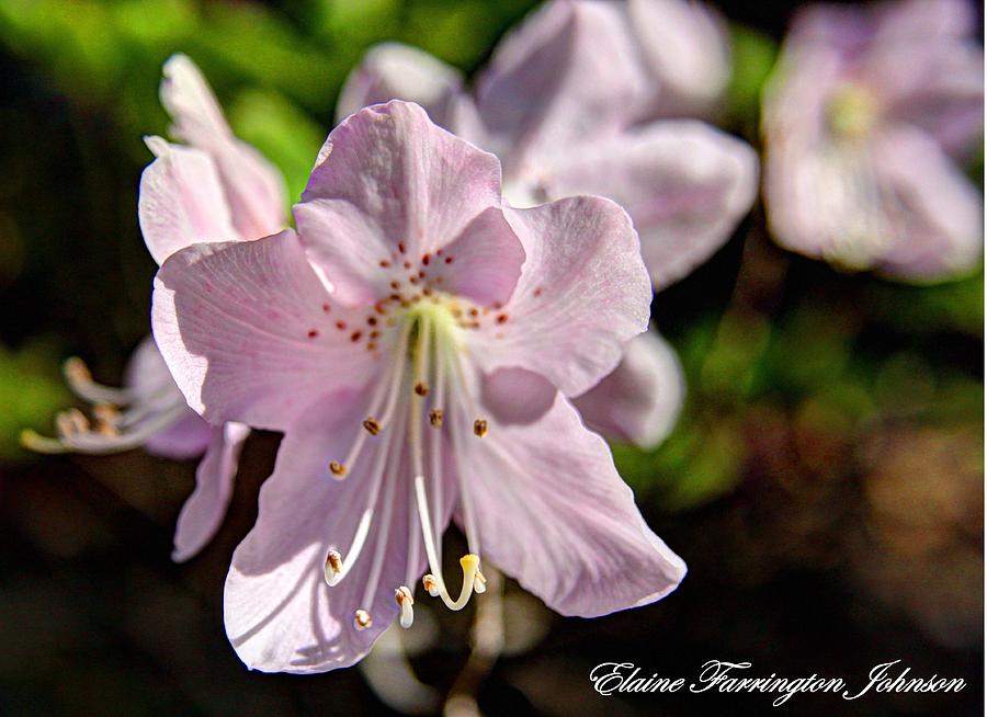 Rhododendron Blossom by Elaine Farrington Johnson Rhododendron Blossom by Elaine Farrington Johnson