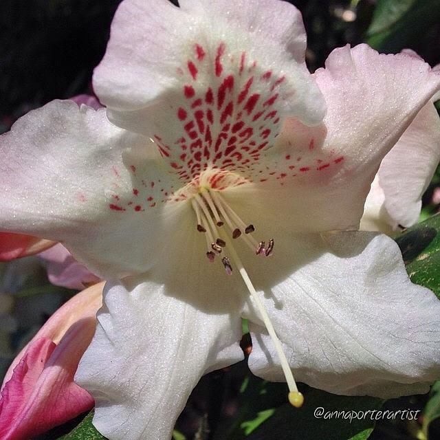 Noedit Photograph - Rhododendron Blossom In My Garden by Anna Porter