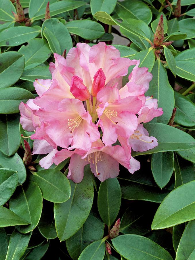 Rhododendron 'bruce Brechtbill' Photograph by Geoff Kidd/science Photo ...