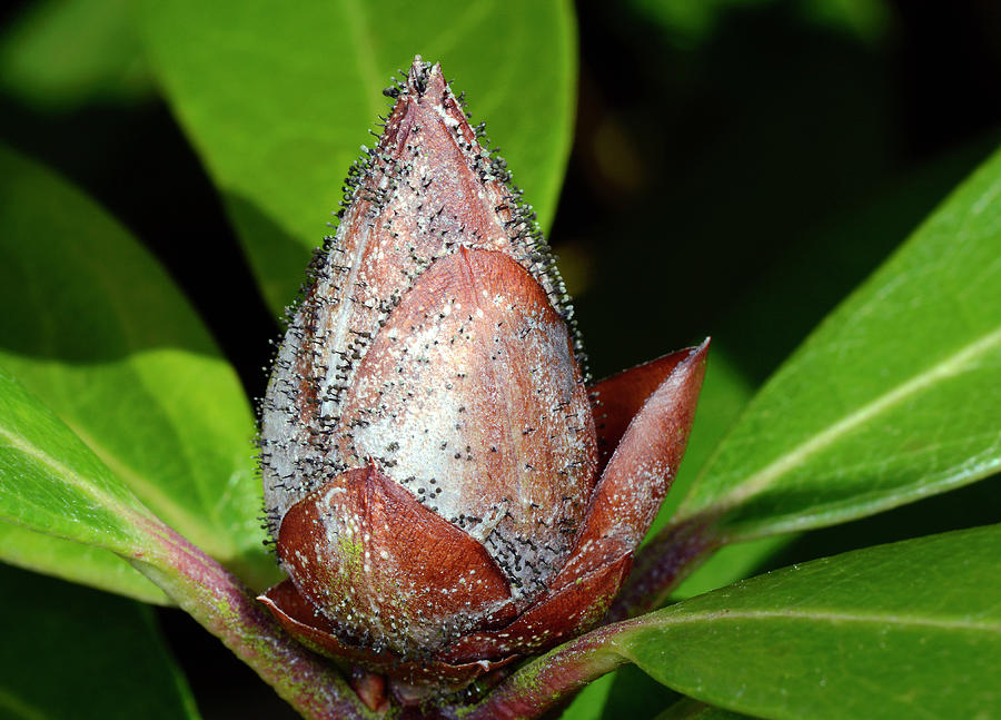 Rhododendron Bud Blast Photograph by Nigel Downer/science Photo Library