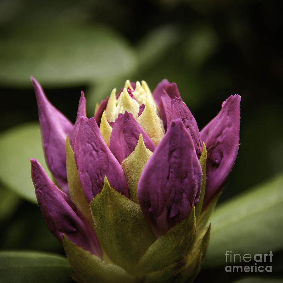 Rhododendron Flower Bud Photograph by Phil Cardamone