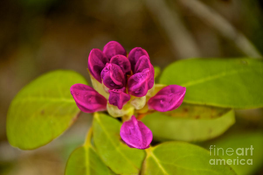 Rhododendron Bud Photograph by William Norton