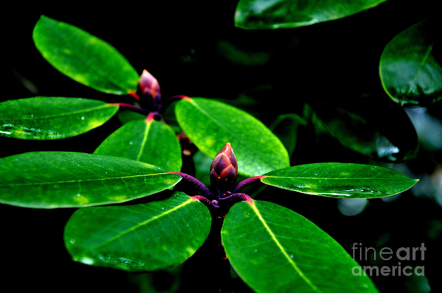 Rhododendron Buds Photograph by Tatyana Searcy