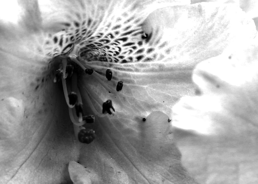 Rhododendron bw  Photograph by Kami McKeon