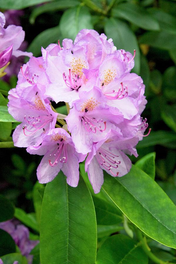 Flower Photograph - Rhododendron Catawbiense by Dan Sams/science Photo Library