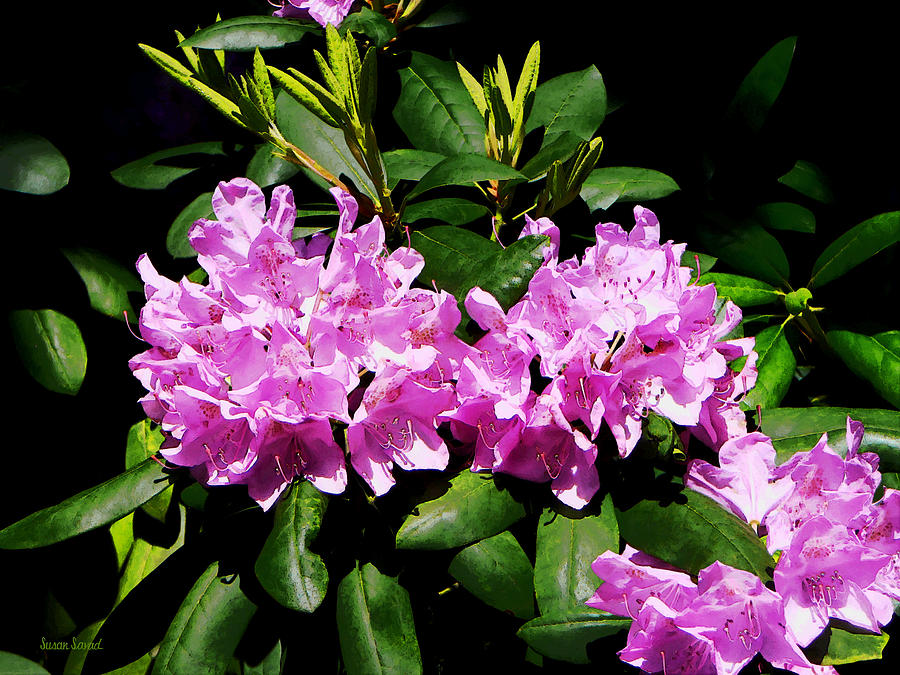 Rhododendron Closeup Photograph by Susan Savad