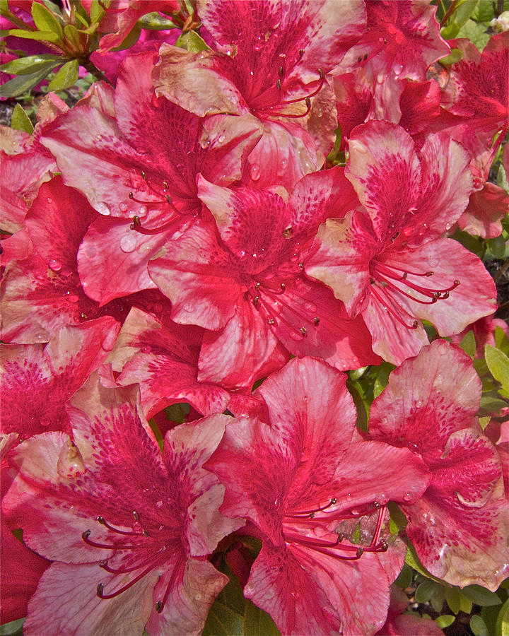 Rhododendron Closeup Photograph