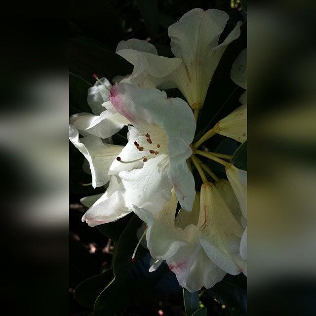 Rhododendron Dabble Sunlight Photograph by Rita Frederick