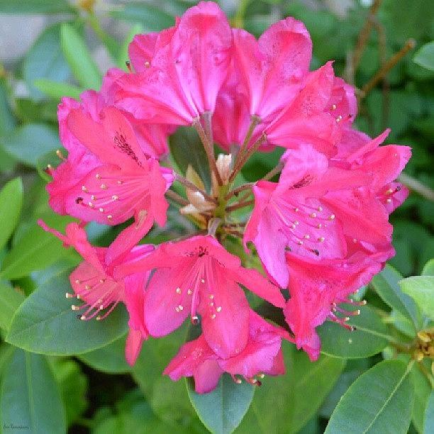 Summer Photograph - Rhododendron by Eve Tamminen