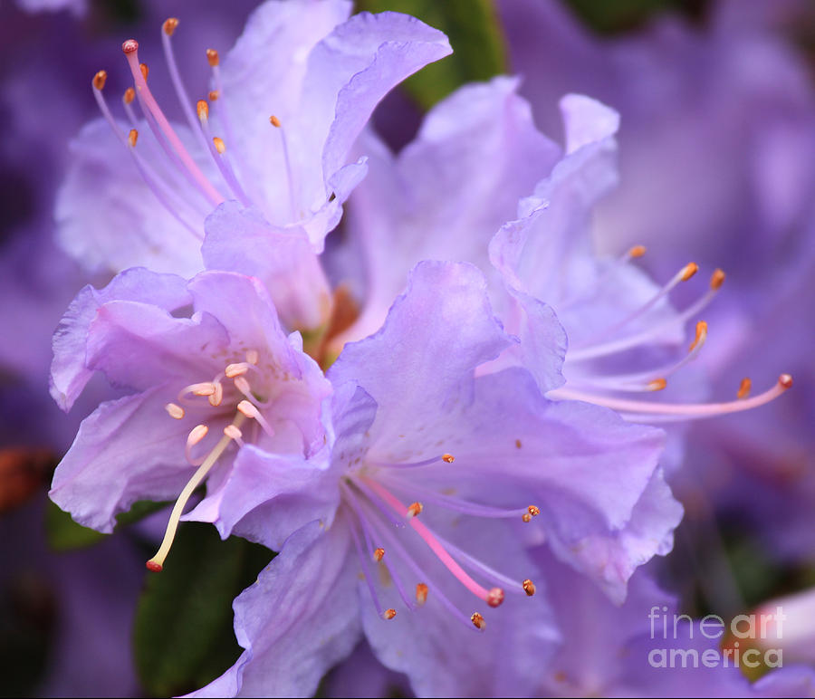Rhododendron Flower Photograph