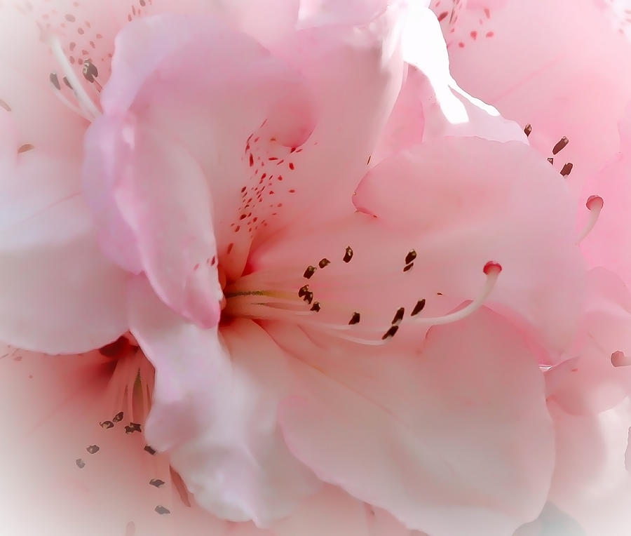 Pink Rhododendron Flower Photograph by Athena Mckinzie