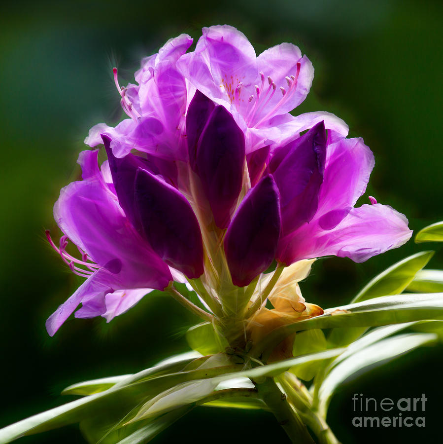 Rhododendron Flower Photograph by Lutz Baar