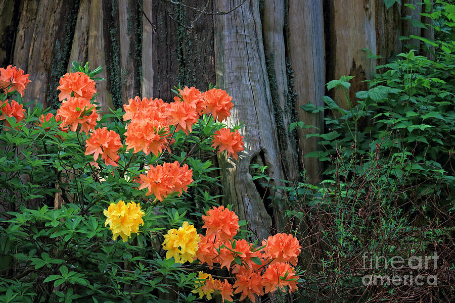 Rhododendron Flowers Photograph by Charline Xia