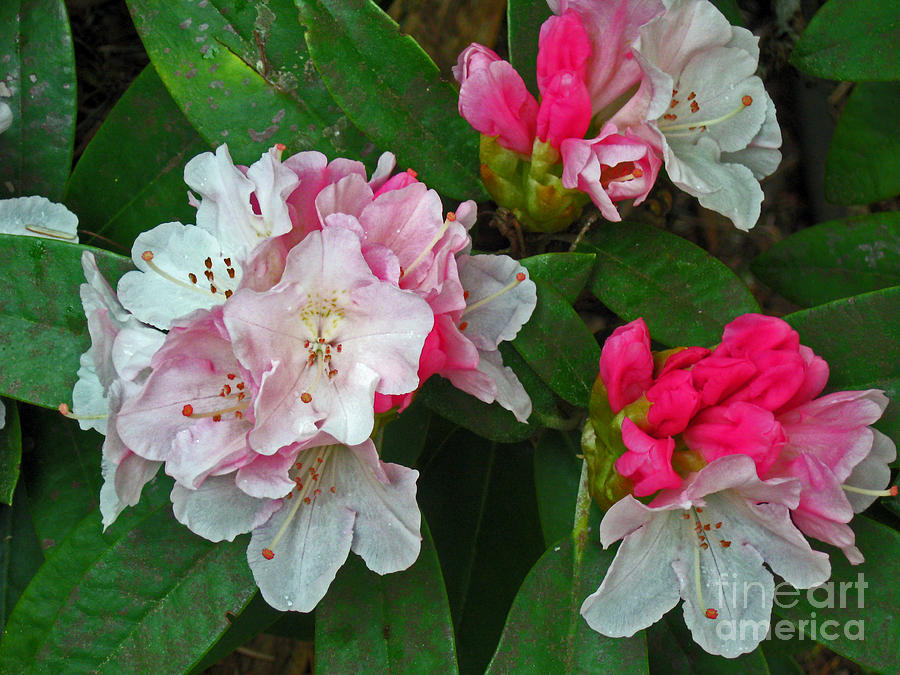 Rhododendron Flowers Photograph