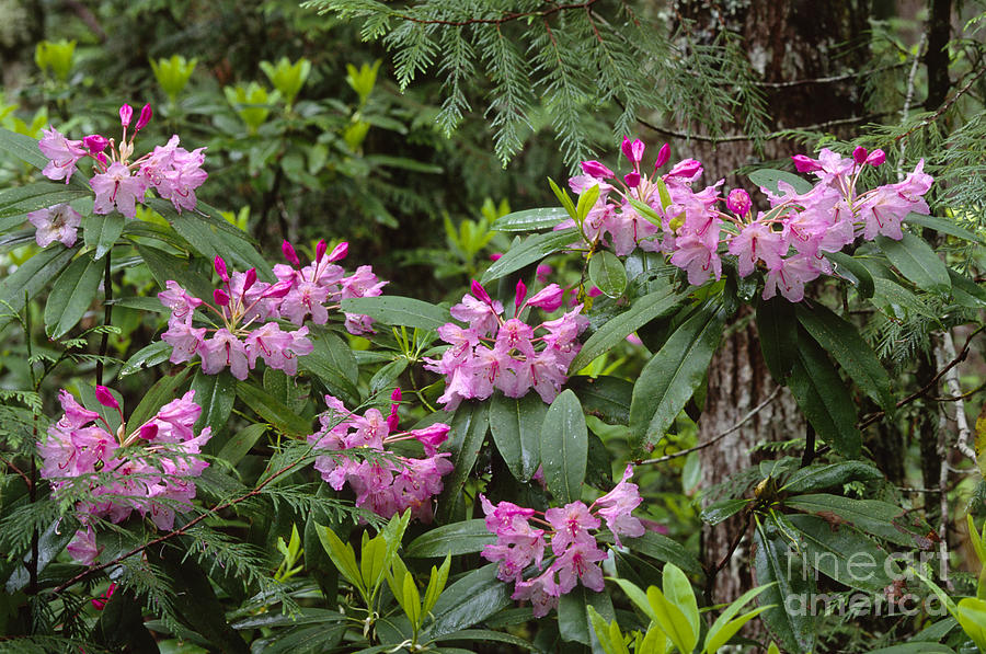 Rhododendron Forest Photograph by Craig Lovell