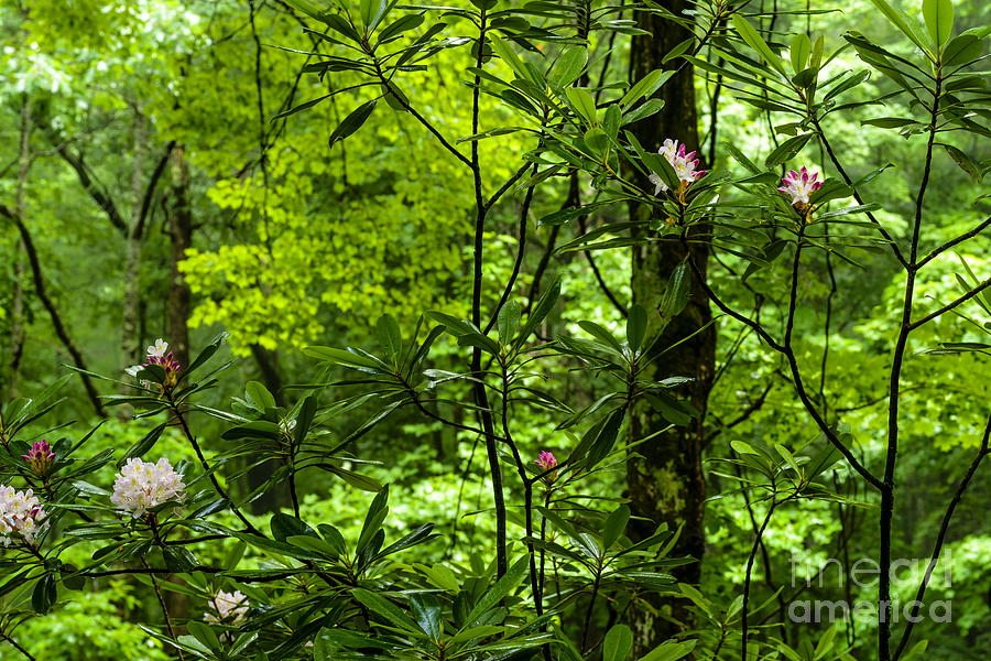 Summer Photograph - Rhododendron Forest by Thomas R Fletcher