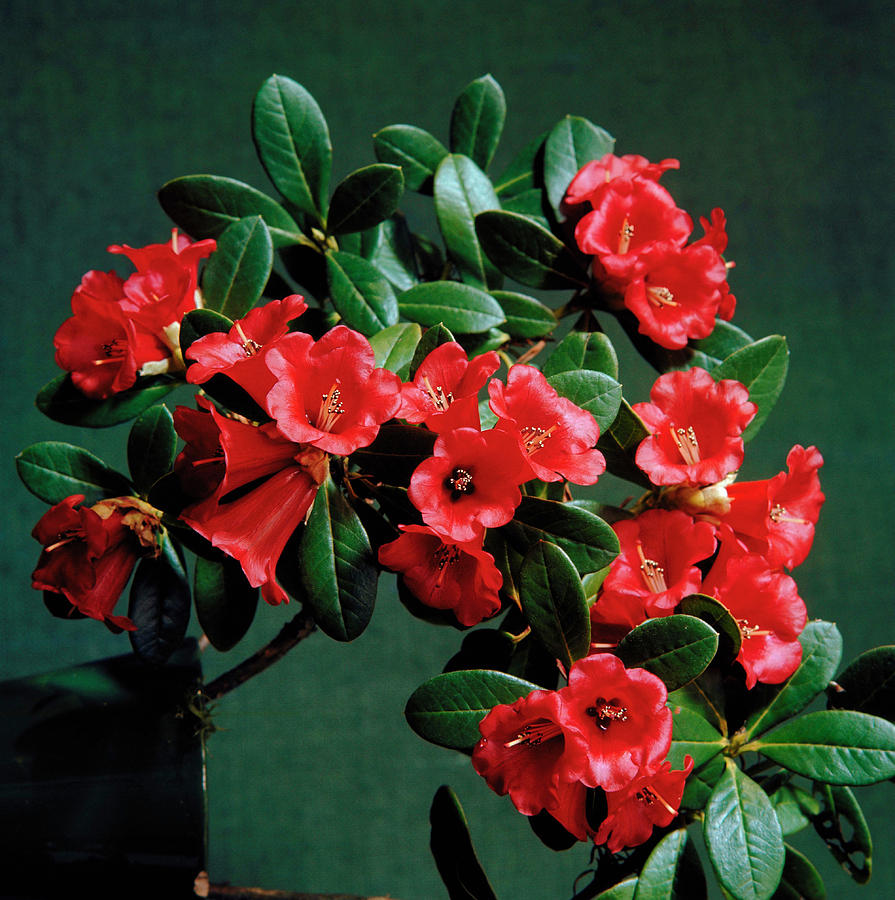 Rhododendron Forrestii Repens Group Photograph by Science Photo Library