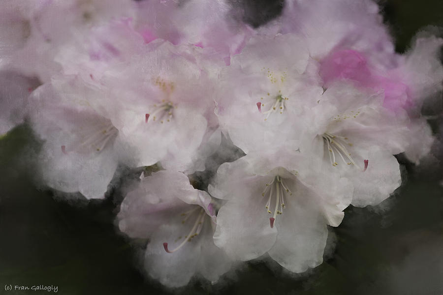 Rhododendron Photograph by Fran Gallogly