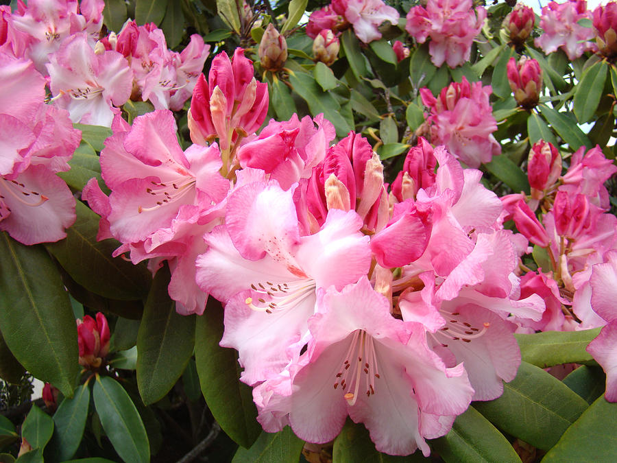 Flower Photograph - Rhododendron Garden art Prints Pink Rhodie Flowers by Patti Baslee