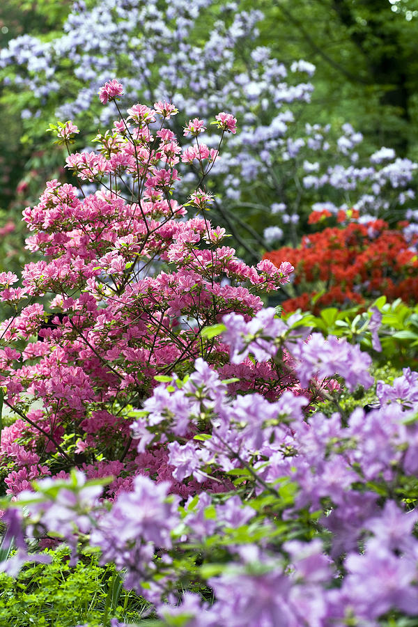 Rhododendron Garden Photograph by Frank Tschakert