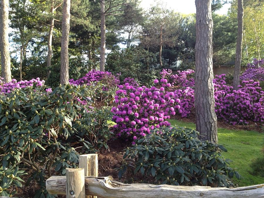 Rhododendron Garden Photograph by Pema Hou