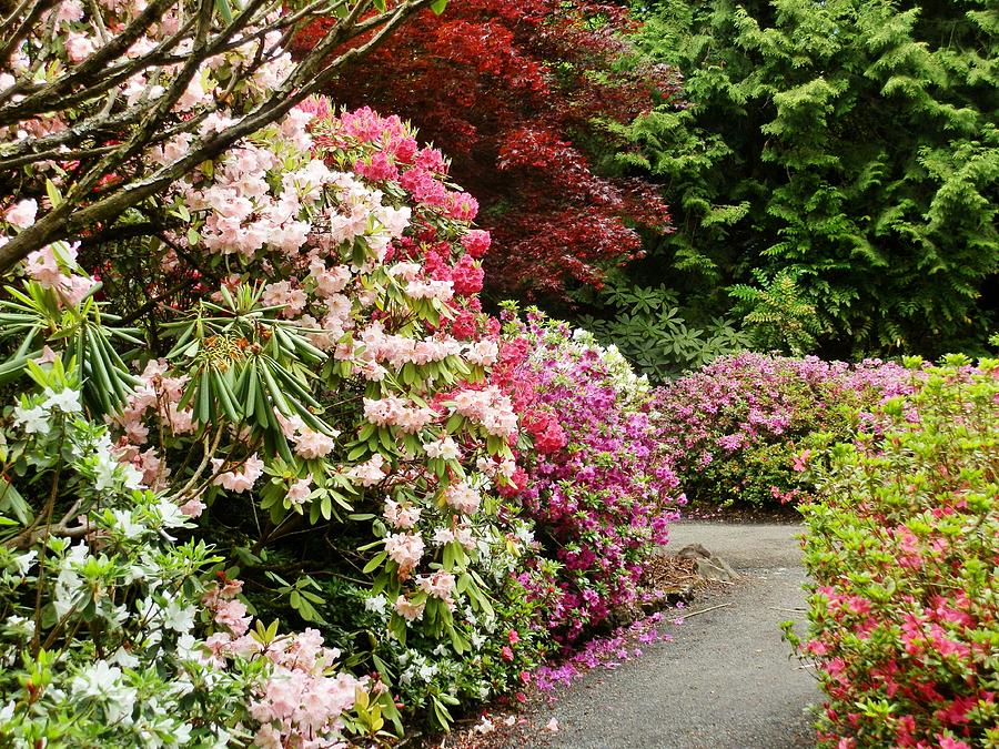 Garden Photograph - Rhododendron Garden by VLee Watson