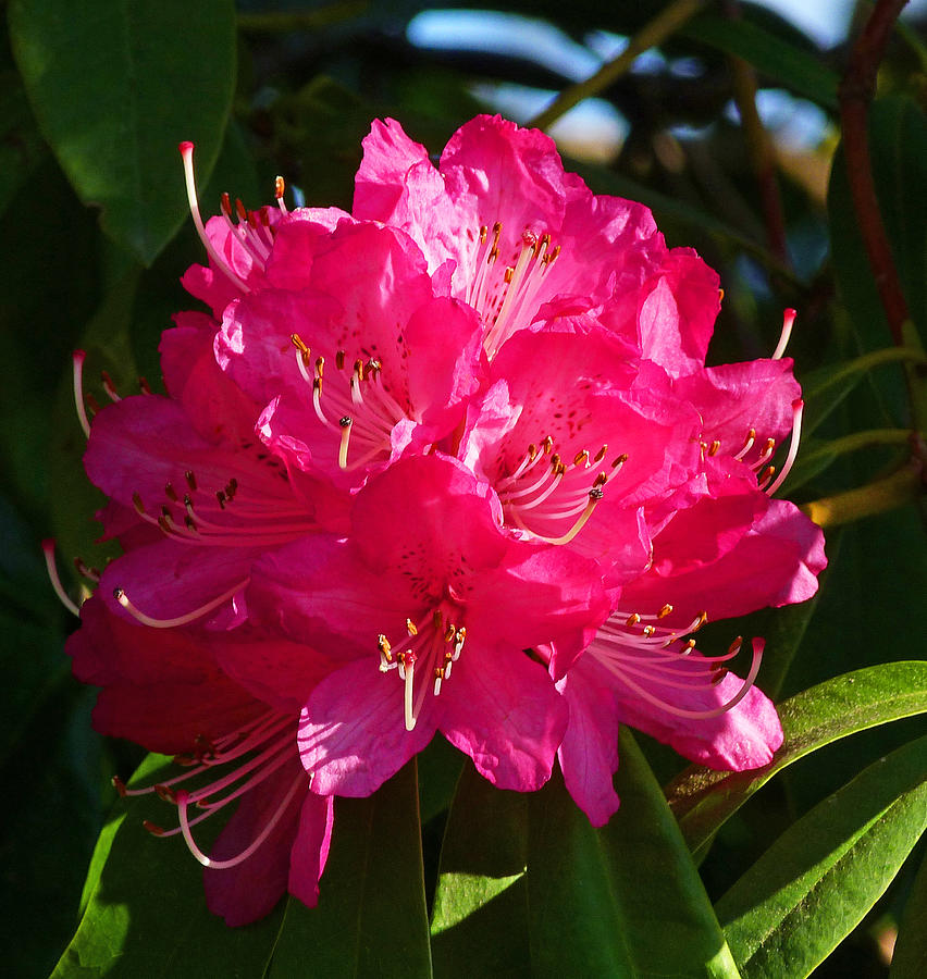 Rhododendron Glow Photograph by Margaret Saheed