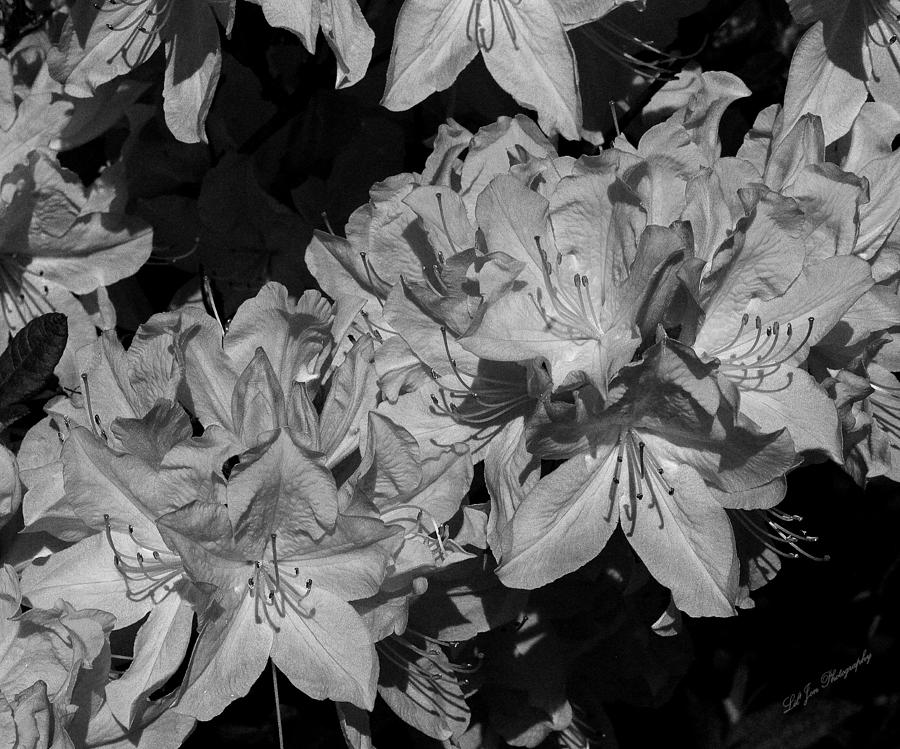 Rhododendron Heaven In Black and White Photograph by Jeanette C Landstrom