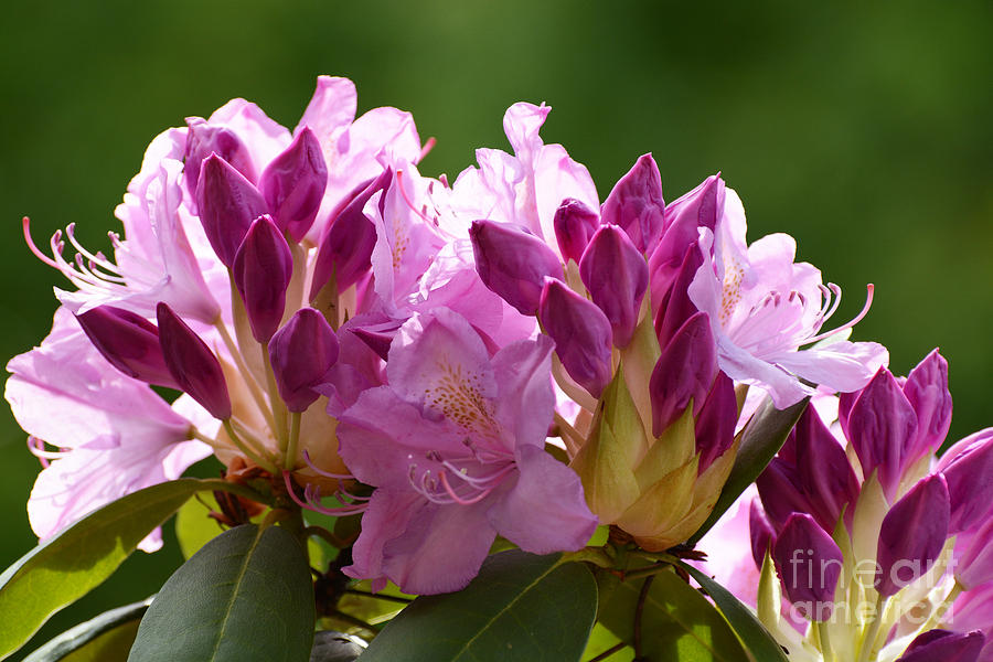 Rhododendron II Photograph by Cindy Manero
