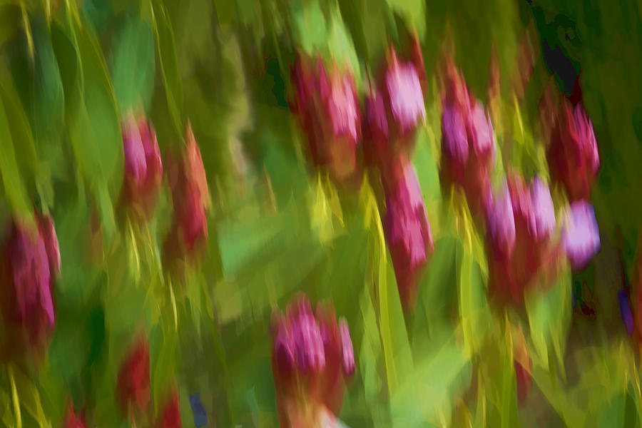 Rhododendron in Motion Photograph by Ron Roberts