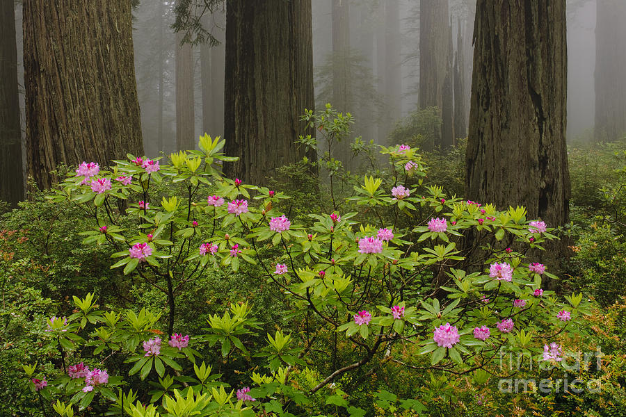 Rhododendron In Del Norte State Park, Ca Photograph by John Shaw