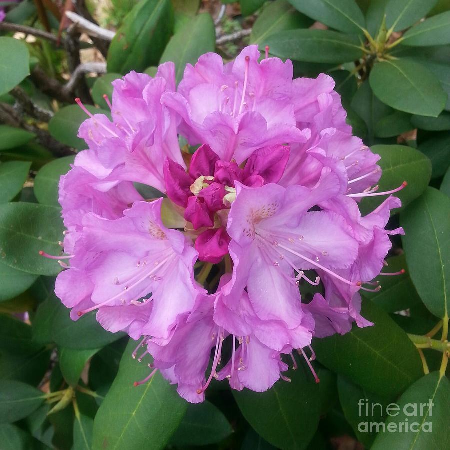 Rhododendron In Full Bloom Photograph by Emmy Vickers