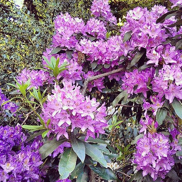 Rhododendron In Greenwich Park Photograph by X Thompson