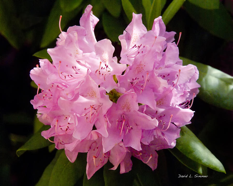 Flowers Still Life Photograph - Rhododendron In Pink by David Simmer