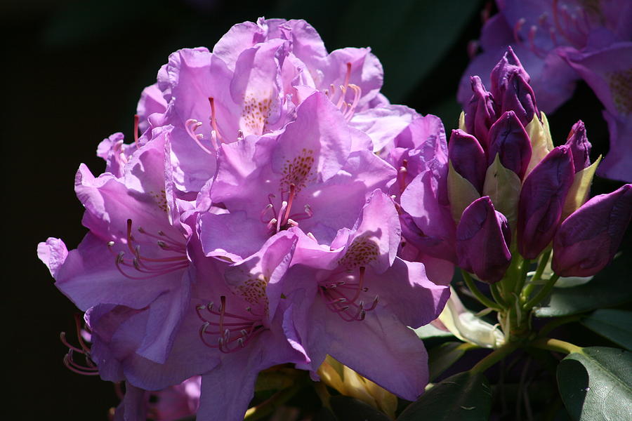 Rhododendron In The Morning Light Photograph by Kay Novy