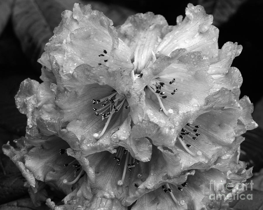 Black And White Photograph - Rhododendron in the rain by Paul Cowan