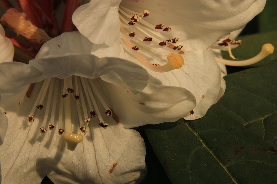 Rhododendron in white Photograph by Laddie Halupa