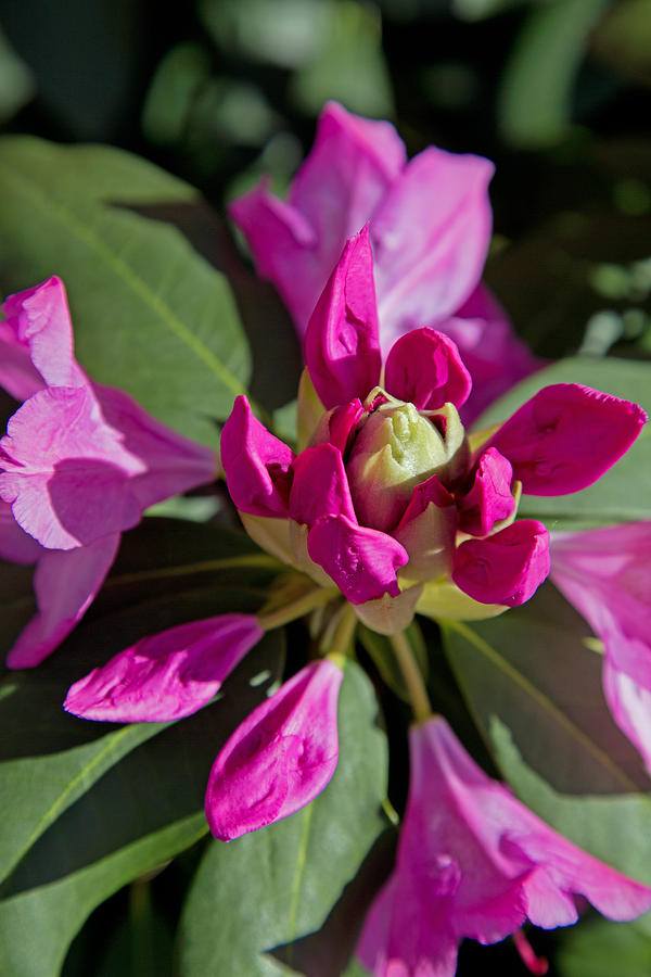 Rhododendron Photograph by John Hoey