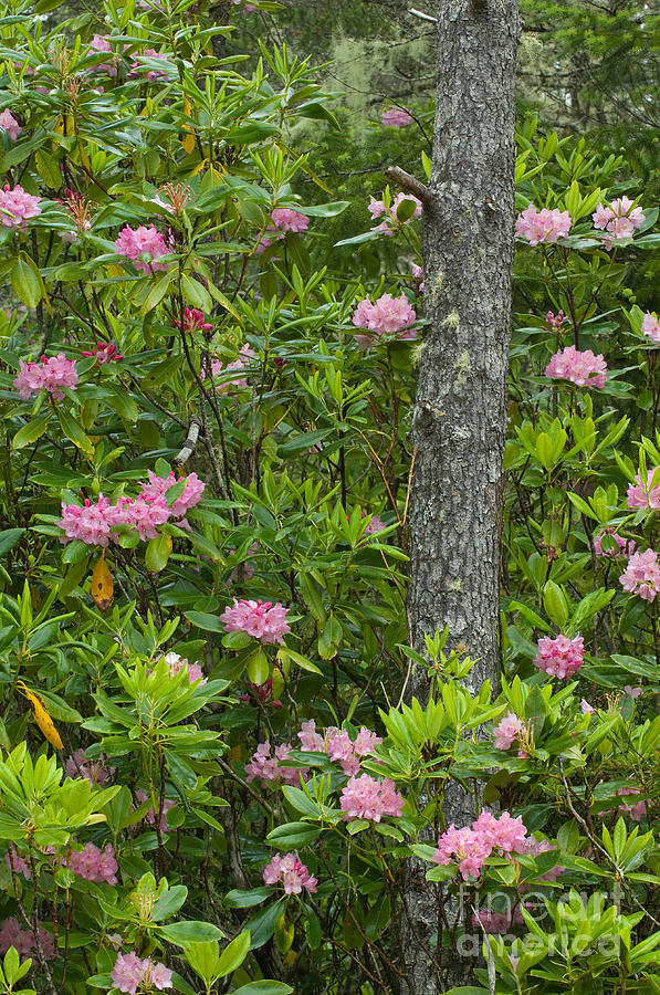 Rhododendron Photograph by John Shaw