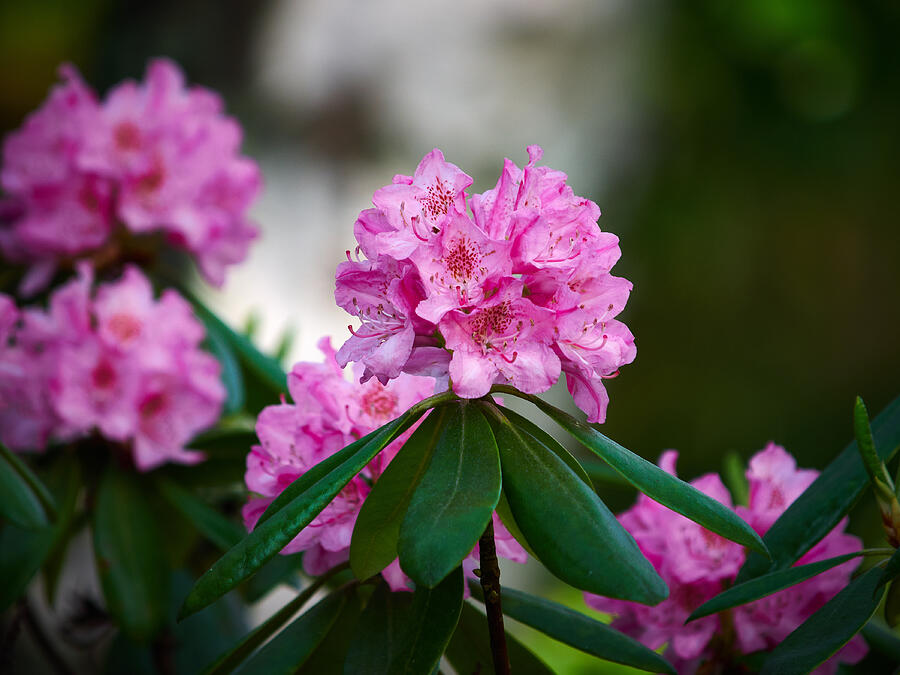 Rhododendron pink Photograph by Jouko Lehto