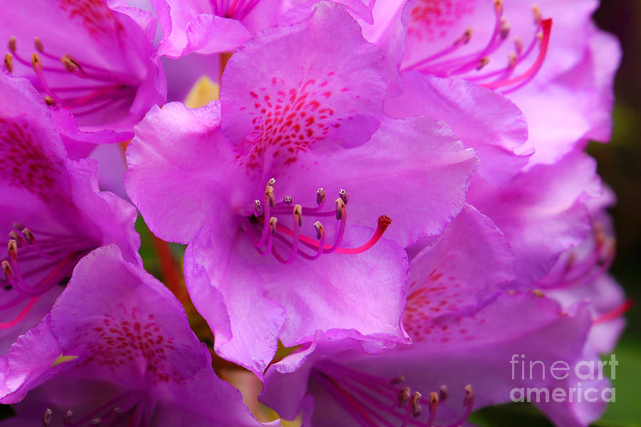 Flower Photograph - Rhododendron macro by Lutz Baar