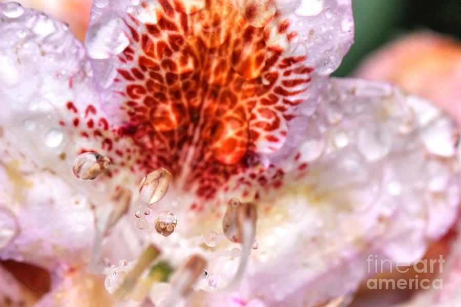 Garden Photograph - Rhododendron by Tap On Photo