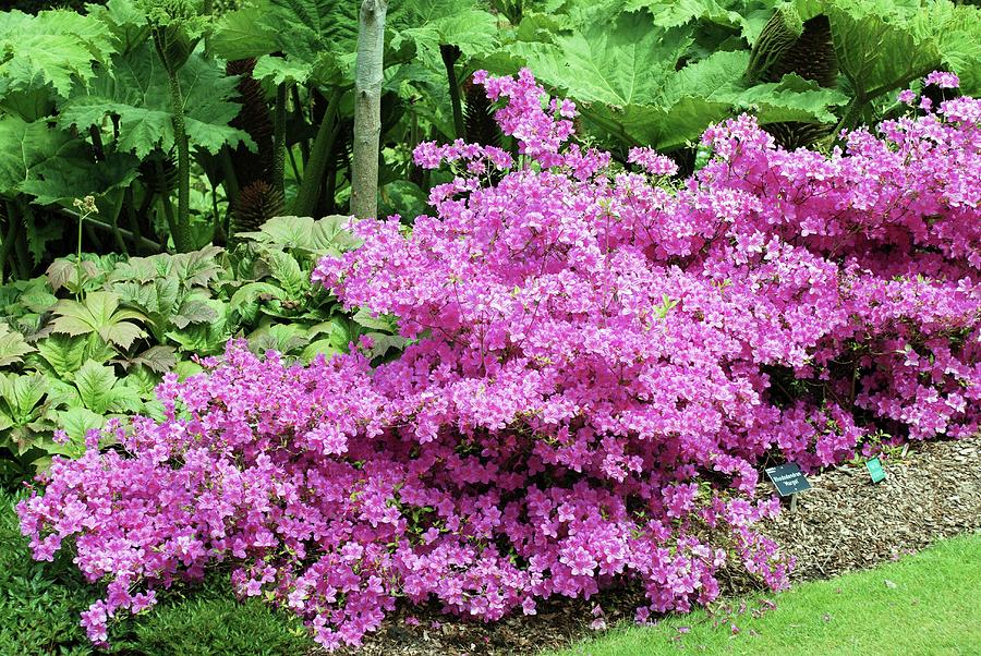 Rhododendron 'margot' Photograph by Mike Comb/science Photo Library