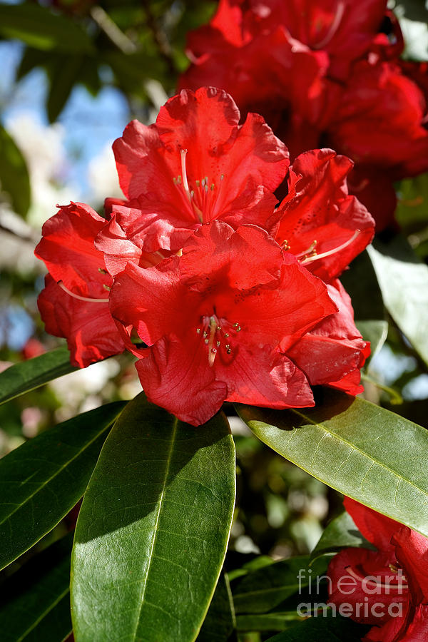 Rhododendron - Markeetas Flame Photograph by Terry Elniski