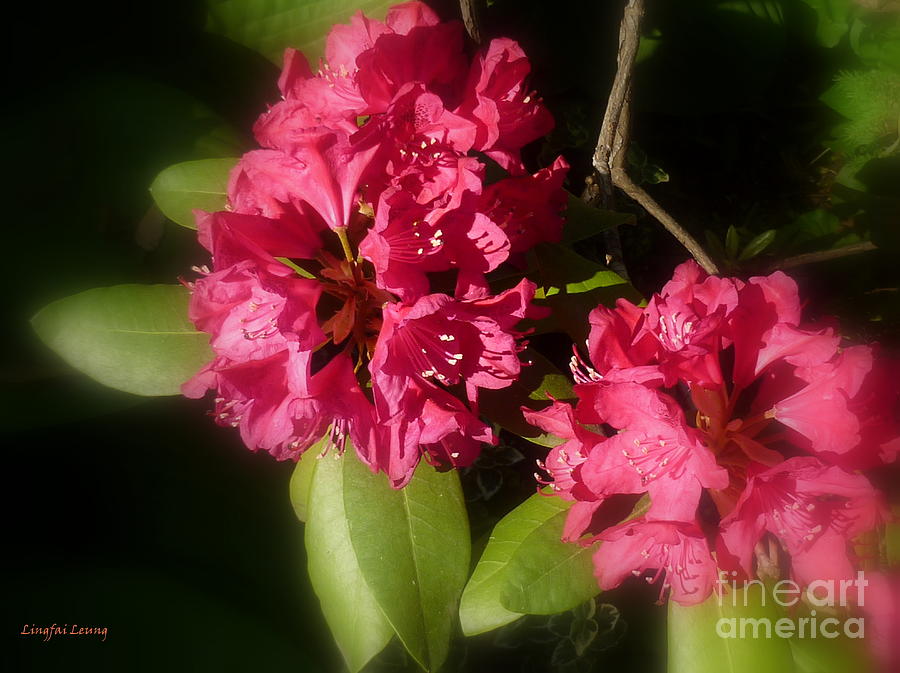Rhododendron named Scarlet Photograph by Lingfai Leung
